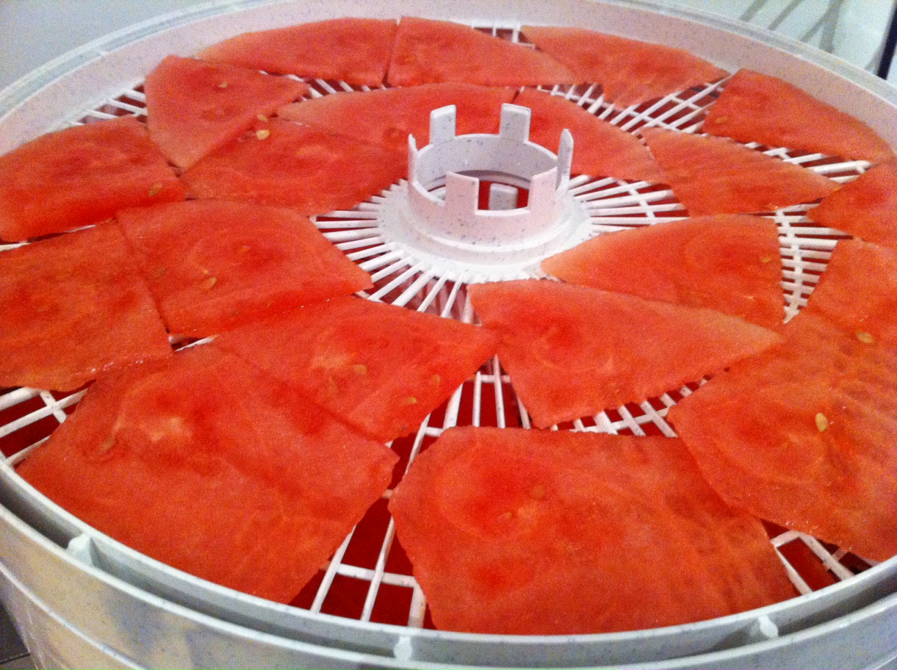 Watermelon sliced thin in the dehydrator (before dehydrating)